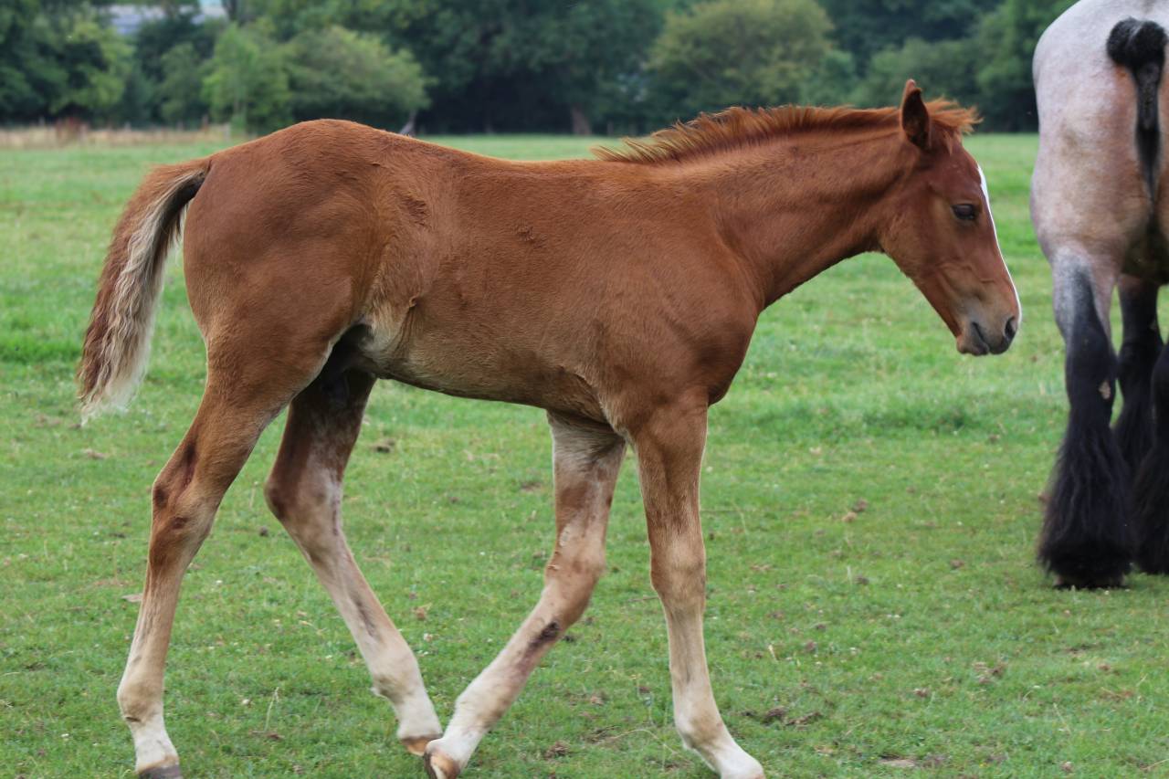 Plusieurs poulains pp  sbs à vendre