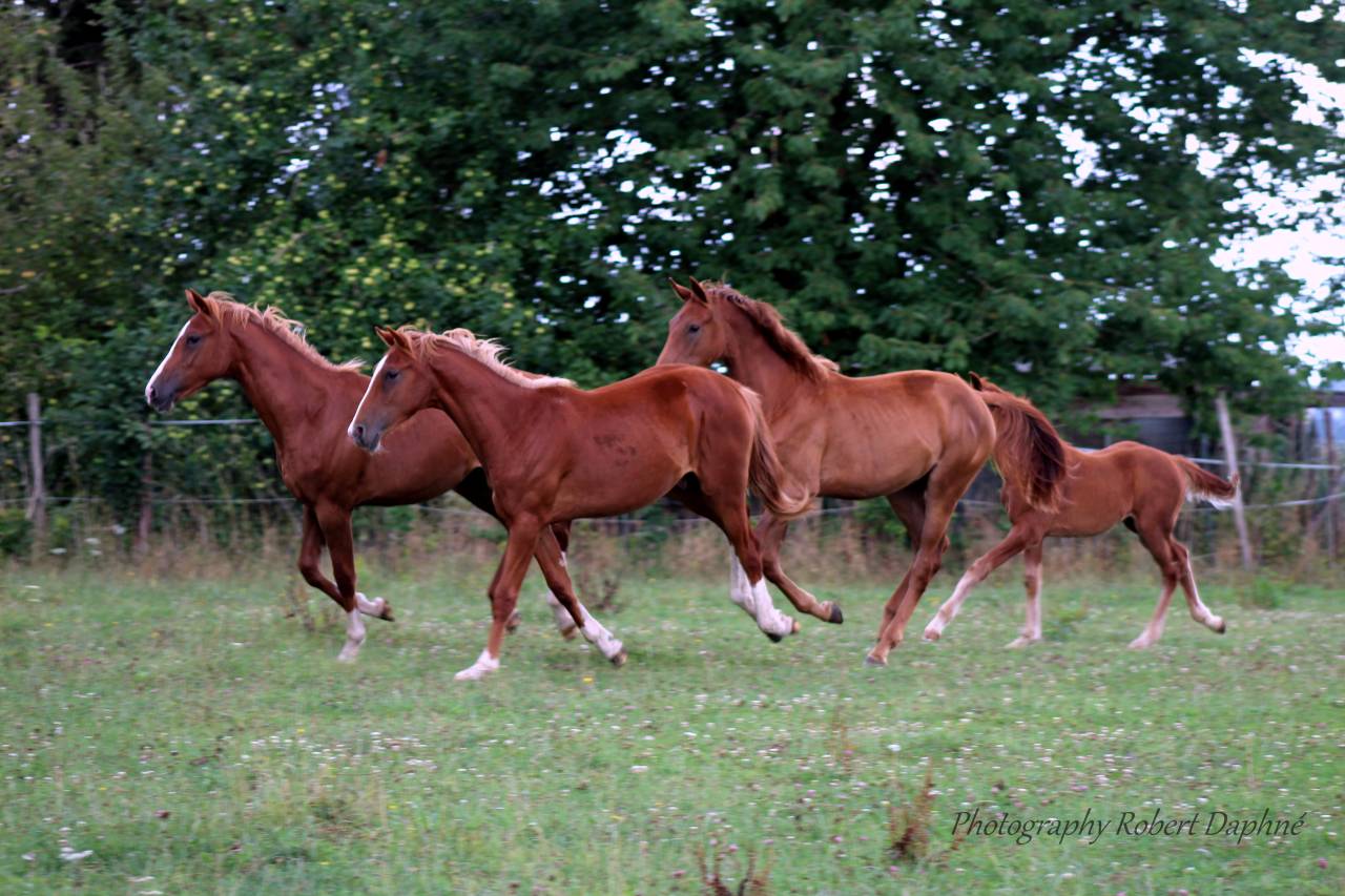 Plusieurs poulains pp  sbs à vendre