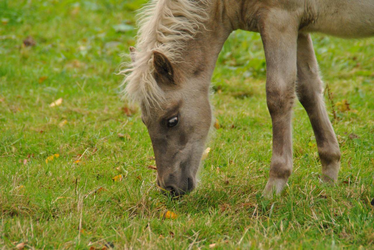 Poulain Classic Pony à vendre