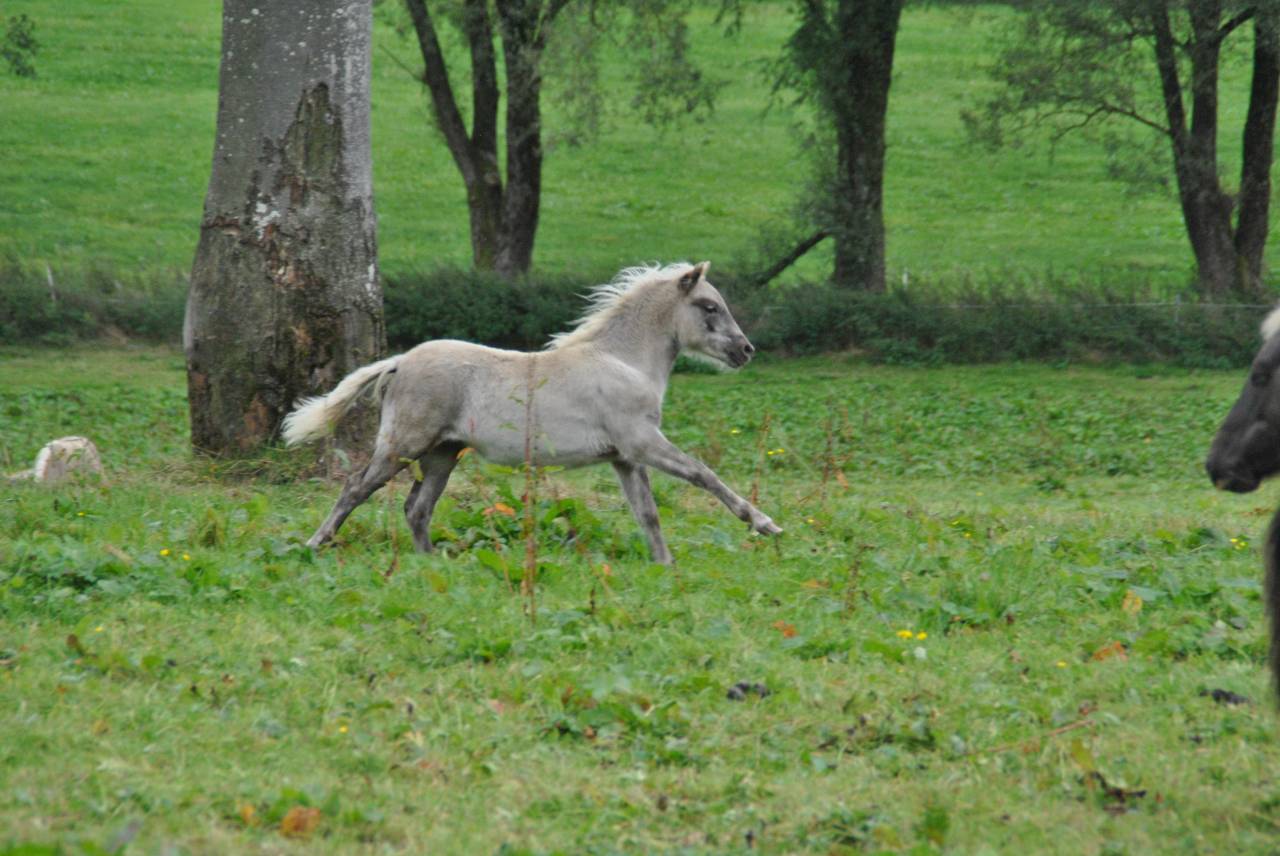 Poulain Classic Pony à vendre