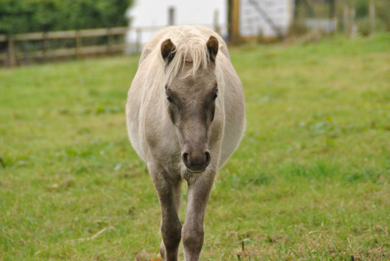 Poulain Classic Pony à vendre