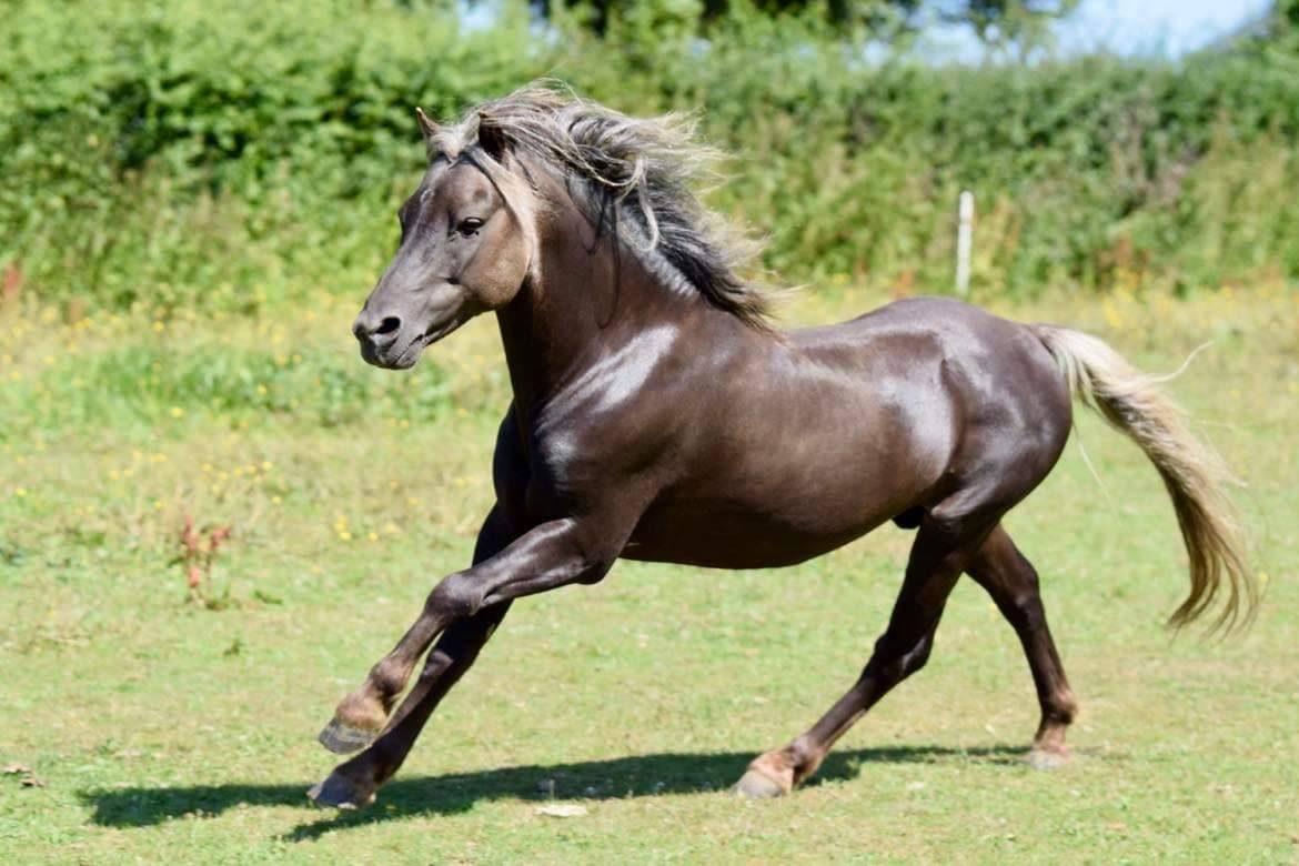 Poulain Classic Pony à vendre