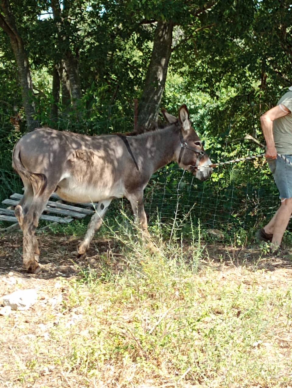 &Acirc;ne type Provence