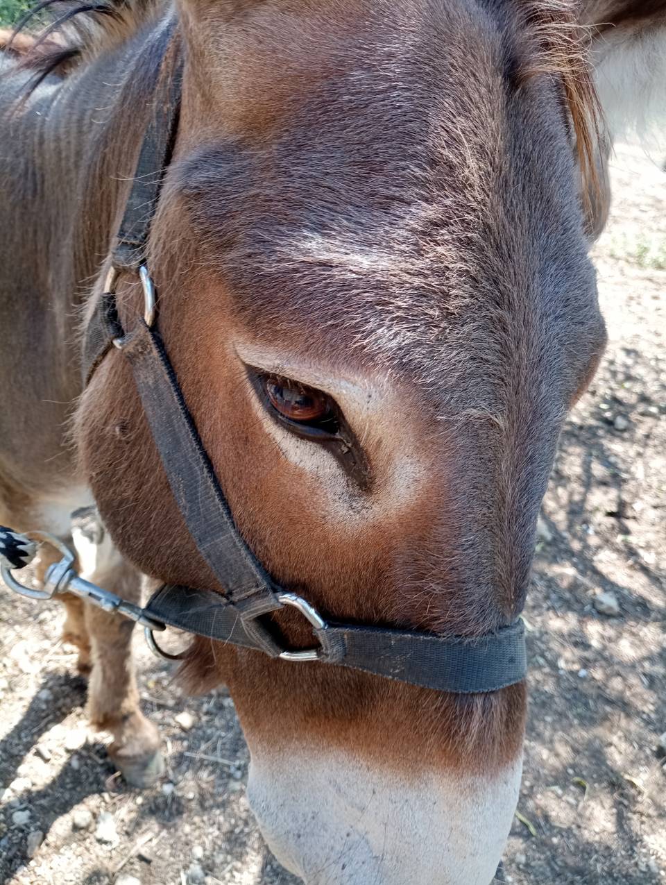 &Acirc;ne type Provence