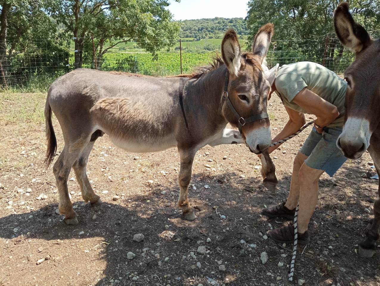 &Acirc;ne type Provence