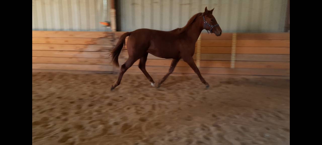 Joli poulain de 2024