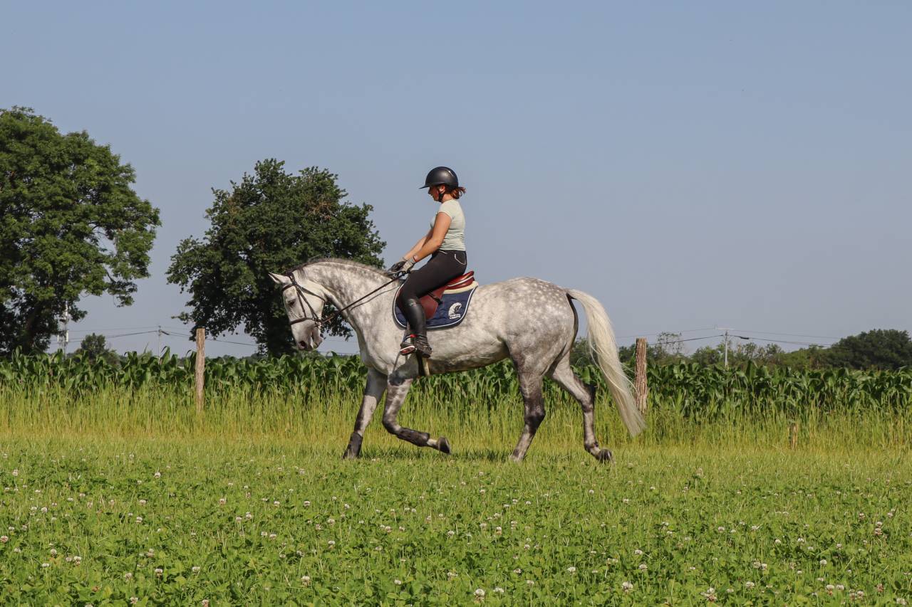 Travail du cheval - Bourg en bresse et les alentours