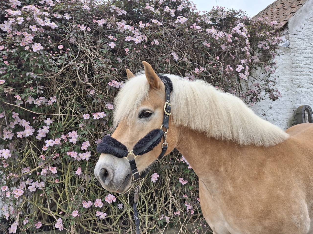Haflinger pp 12ans