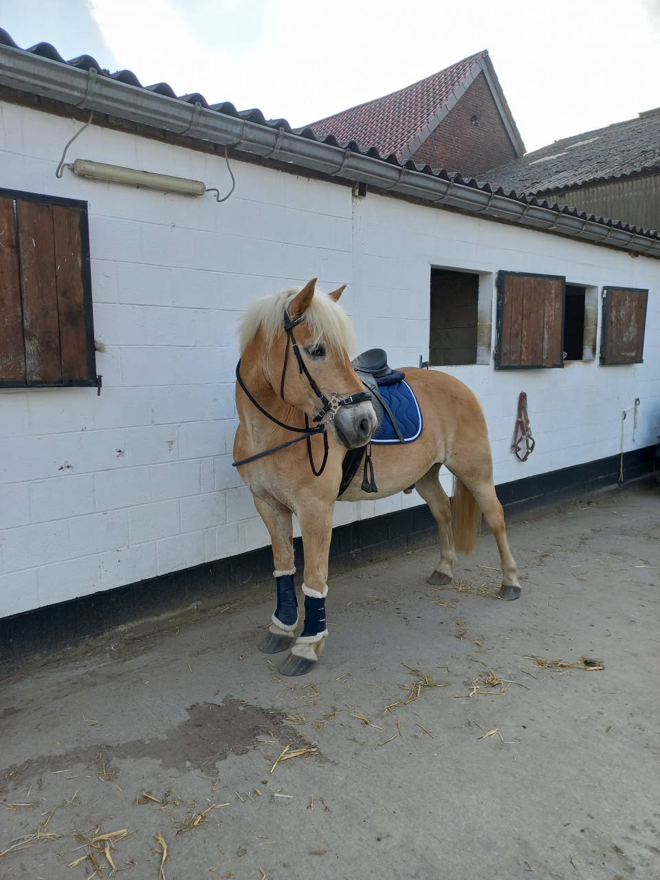 Haflinger pp 12ans