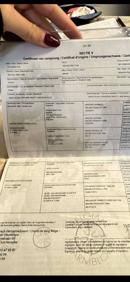 Un Gamin super poney pour enfant 