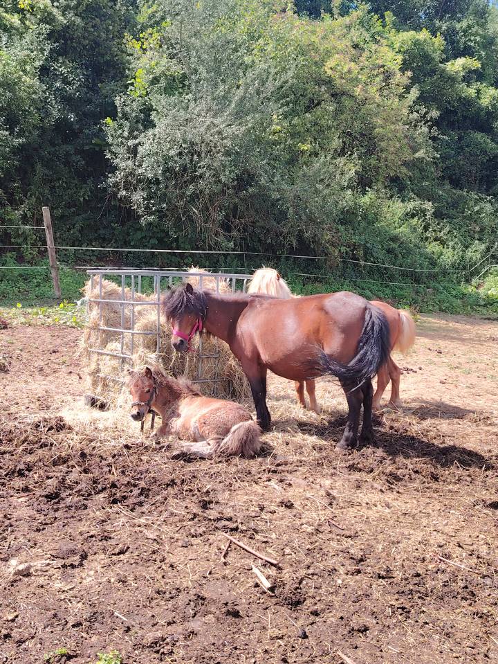 Pouliniere pleine type shetland 