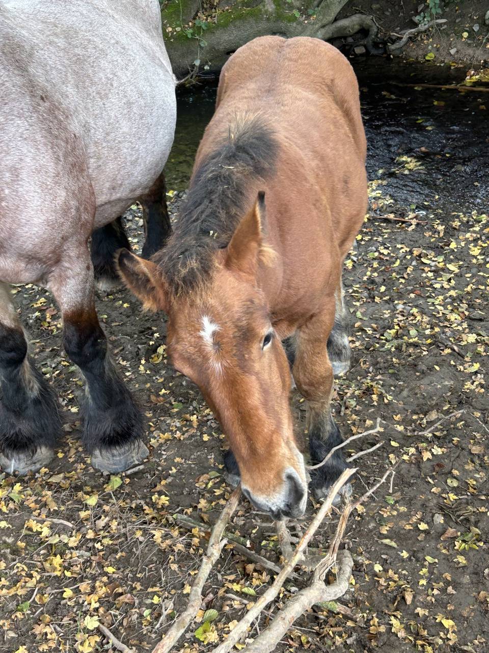 Poulain de Trait Ardennais 2025
