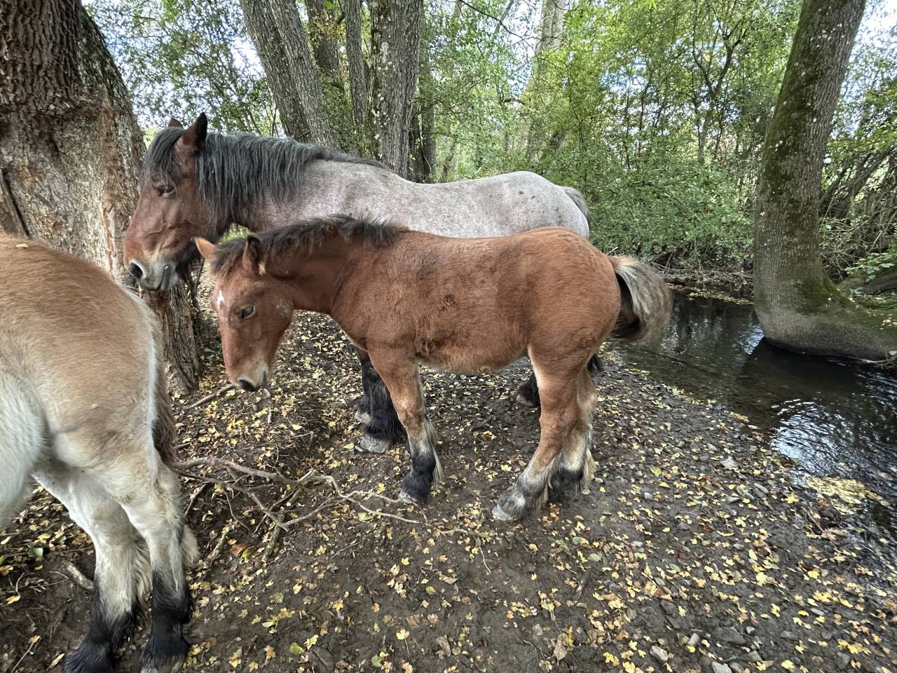 Poulain de Trait Ardennais 2025