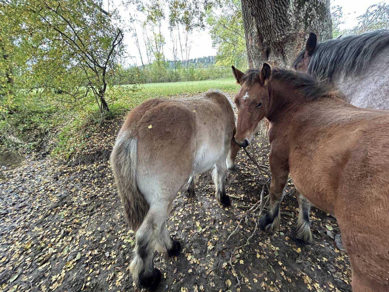 Poulain de Trait Ardennais 2025