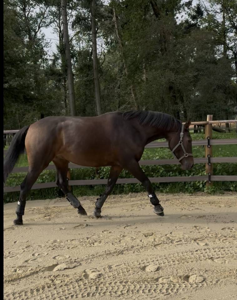 Hongre 4 ans x Furstenball orienté dressage 