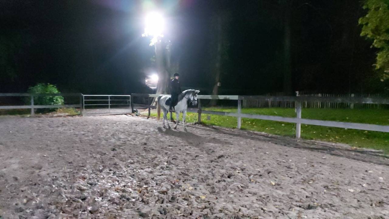 Jument pur sang arabe 