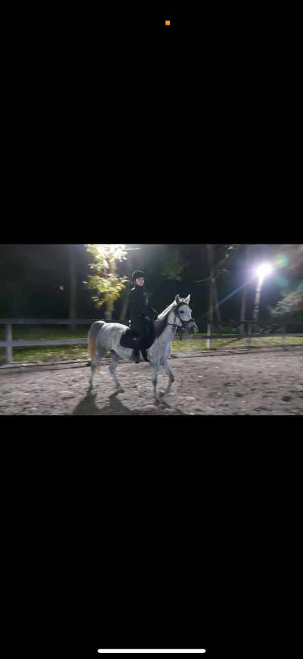 Jument pur sang arabe 