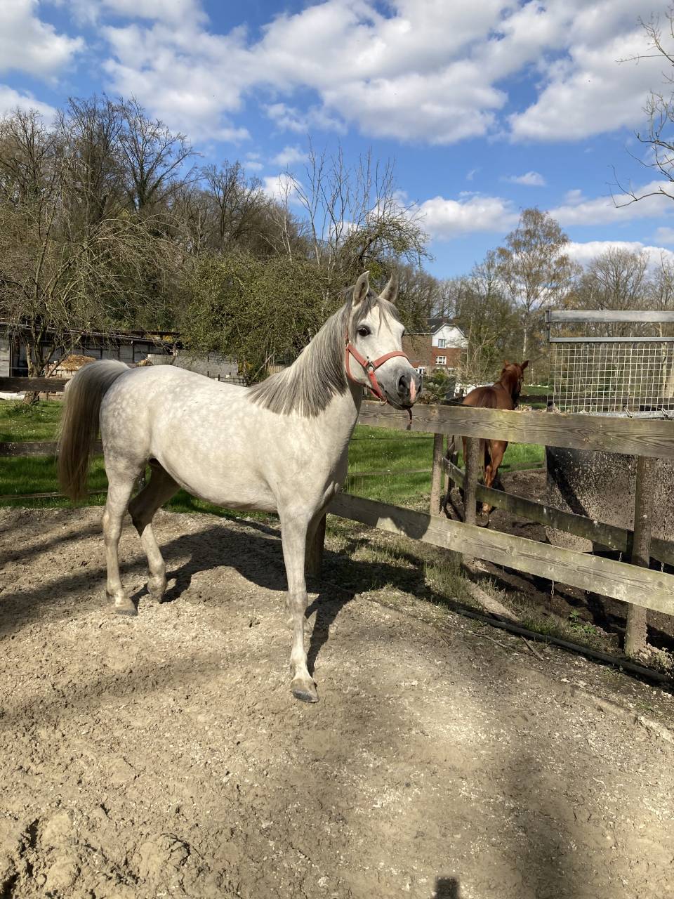 Jument pur sang arabe 