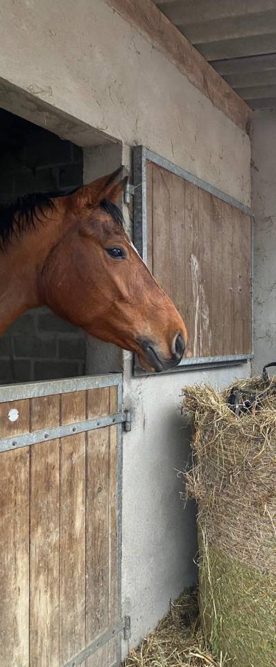 JUMENT JANIFRANE LUTH 6 ANS