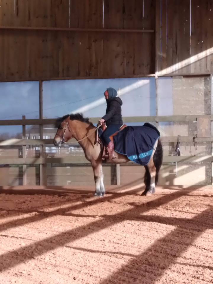 Magnifique poney D isabelle