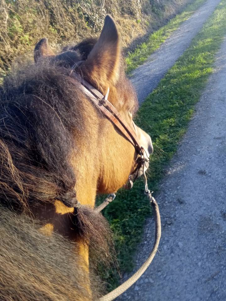 Magnifique poney D isabelle