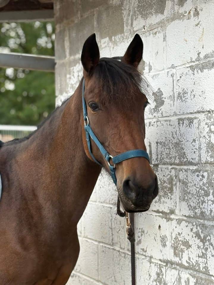 Jument trotteuse 8 ans 