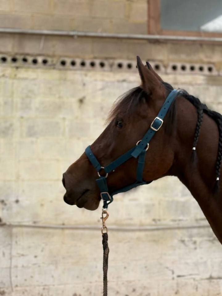 Jument trotteuse 8 ans 