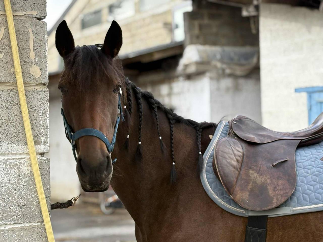 Jument trotteuse 8 ans 