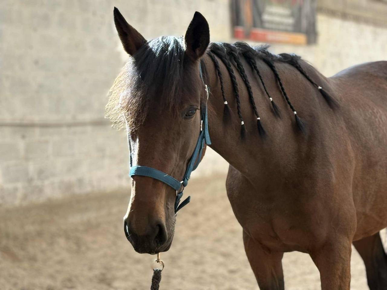 Jument trotteuse 8 ans 