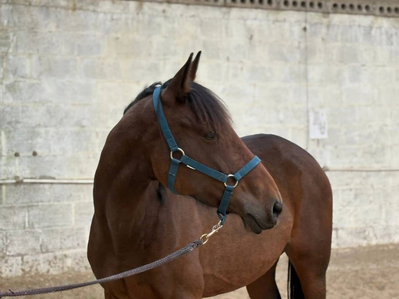 Jument trotteuse 8 ans 