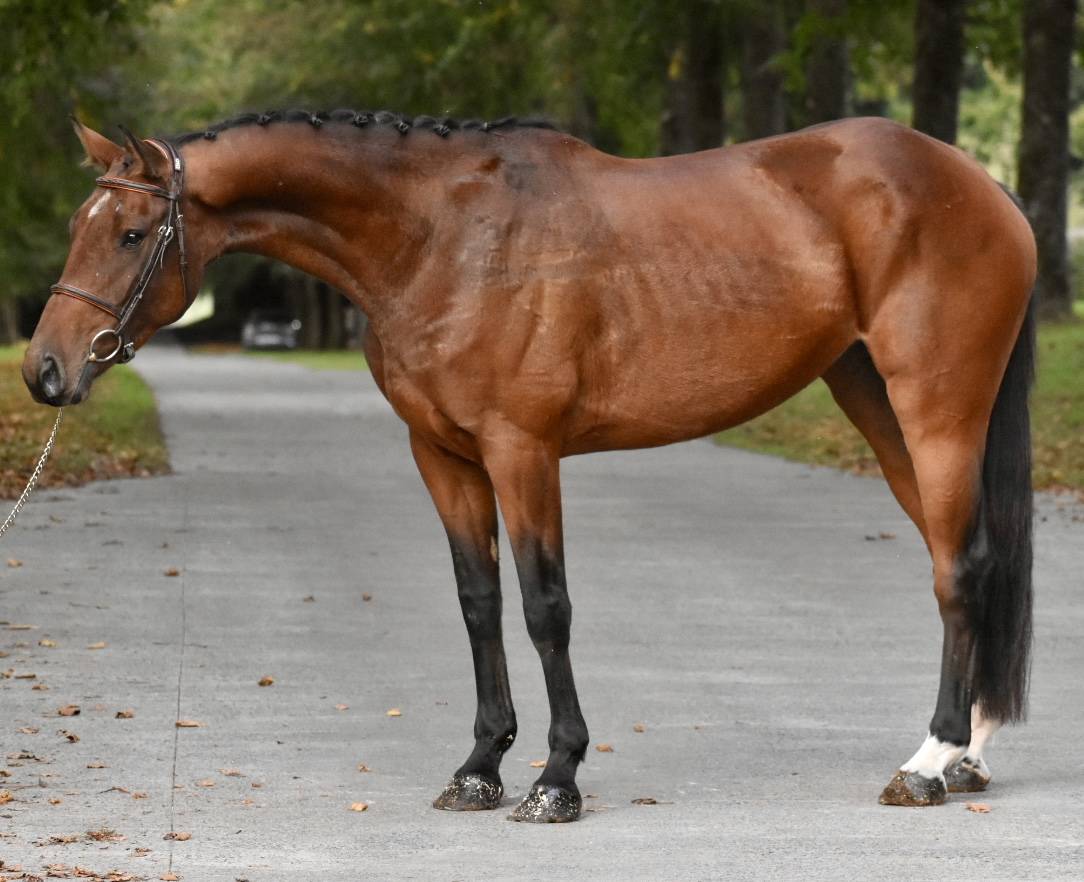 JUMENT DE 4 ANS AVEC DE LA QUALITÉ 