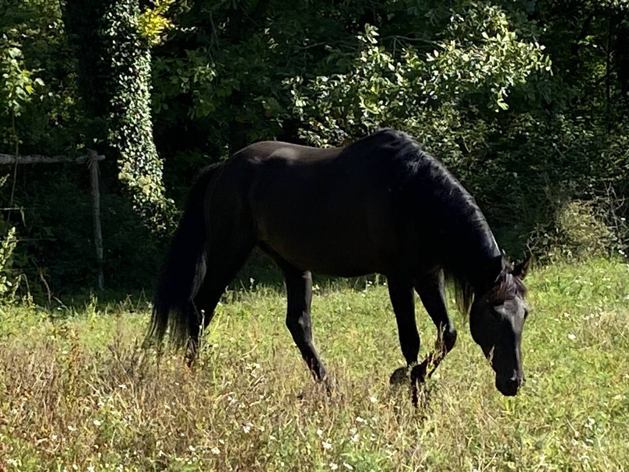 Talentueux hongre noir de 5 ans
