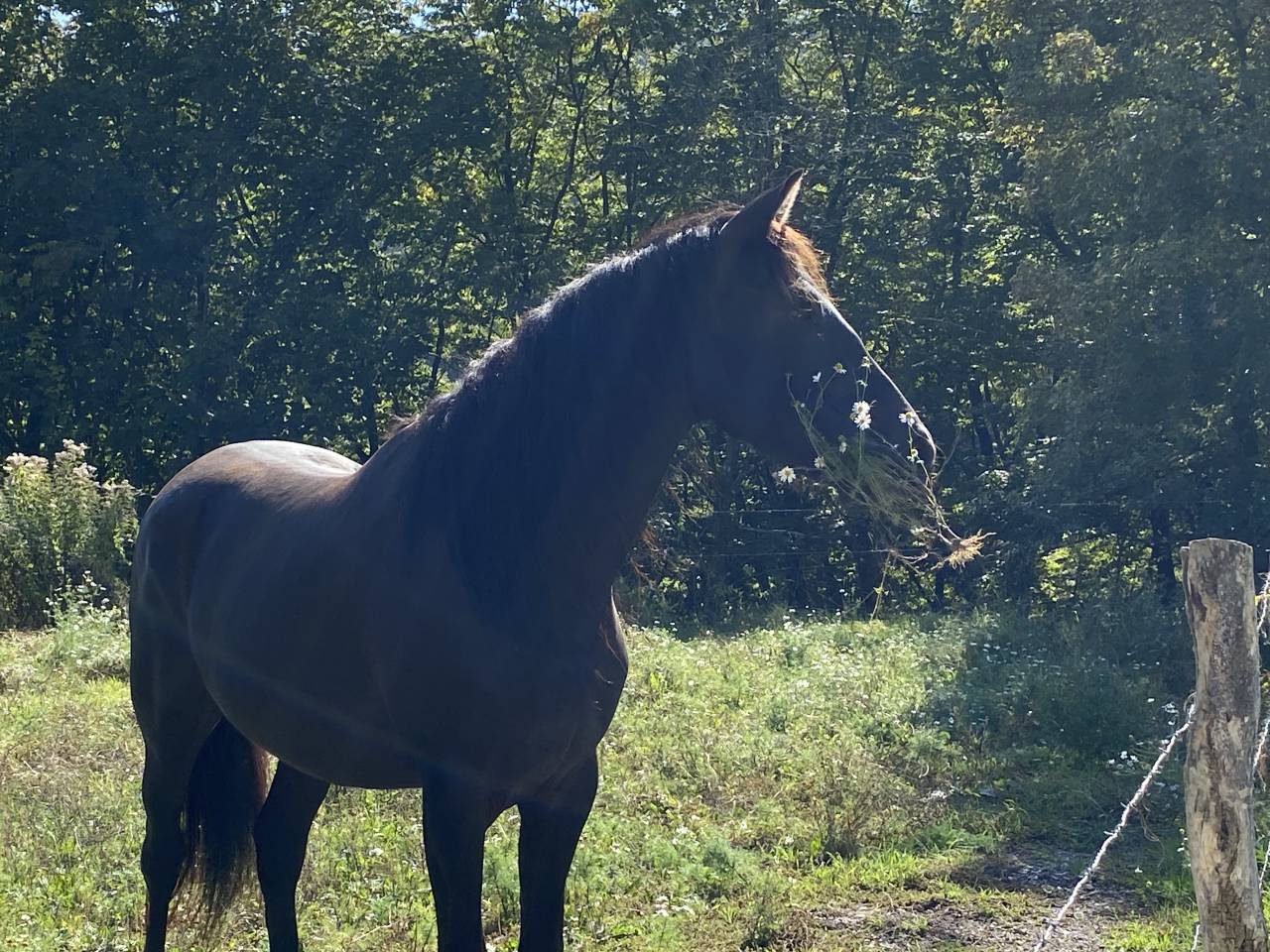 Talentueux hongre noir de 5 ans