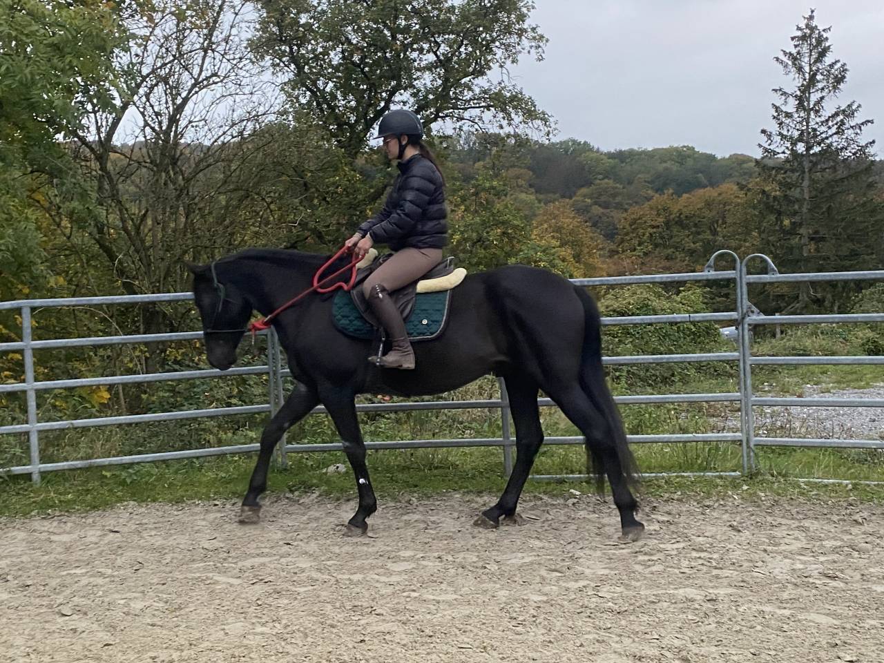 Talentueux hongre noir de 5 ans