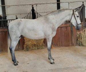 NASIR;Un Lien qui Va Au-Delà de l’Équitation