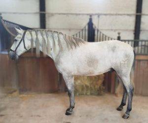 NASIR;Un Lien qui Va Au-Delà de l’Équitation