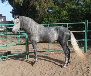 JERES;Un jeune avec une âme de vétéran