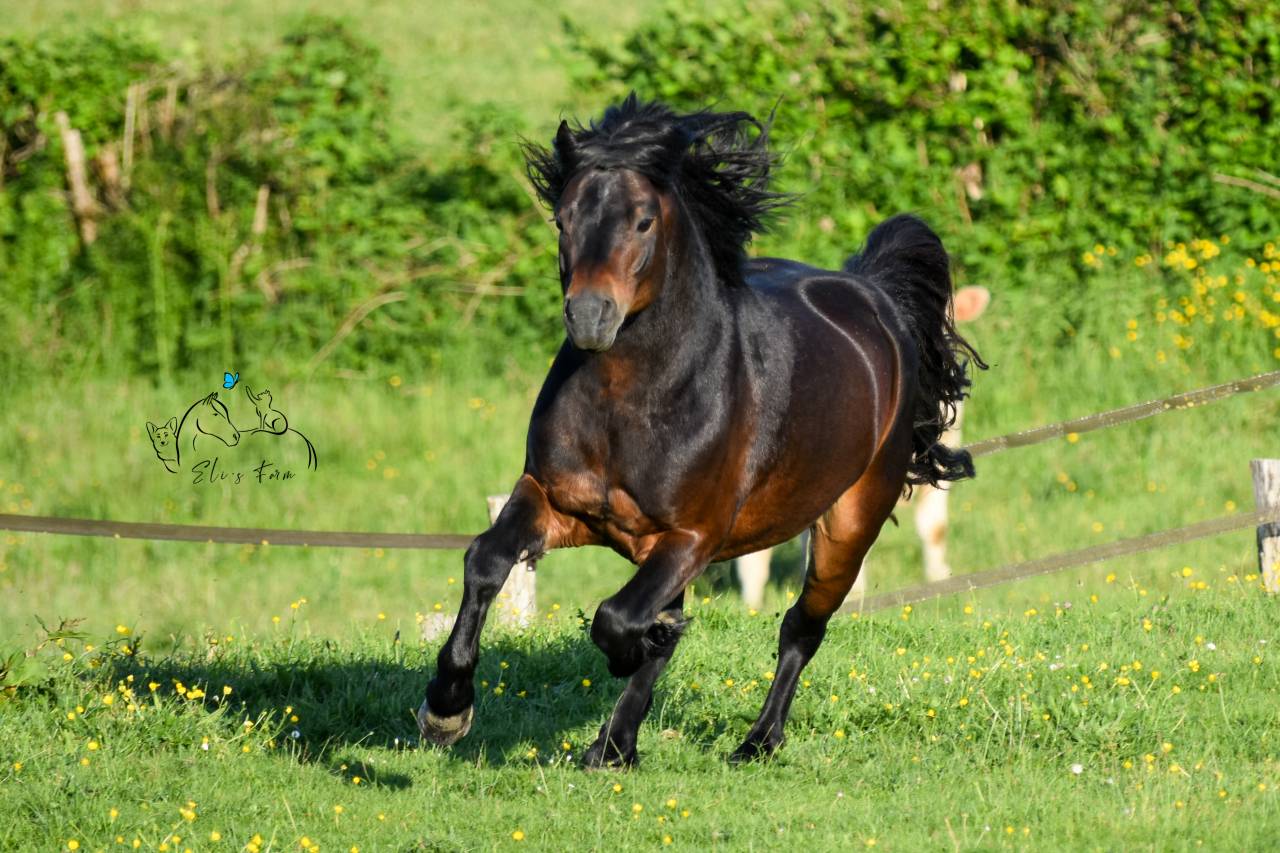 Saillie étalon DARTMOOR approuvé