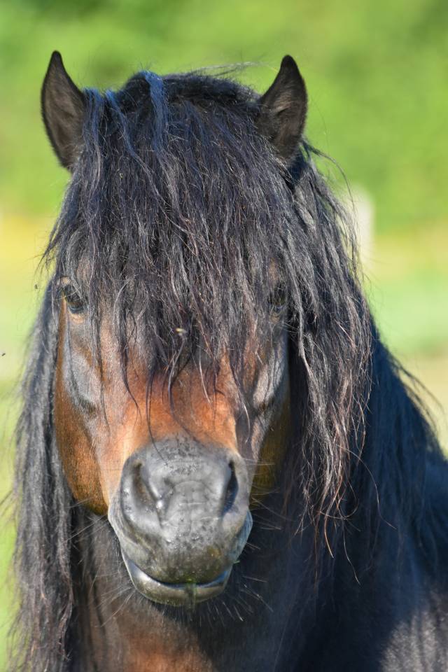 Saillie étalon DARTMOOR approuvé