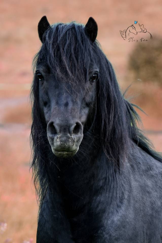 Saillie étalon DARTMOOR approuvé