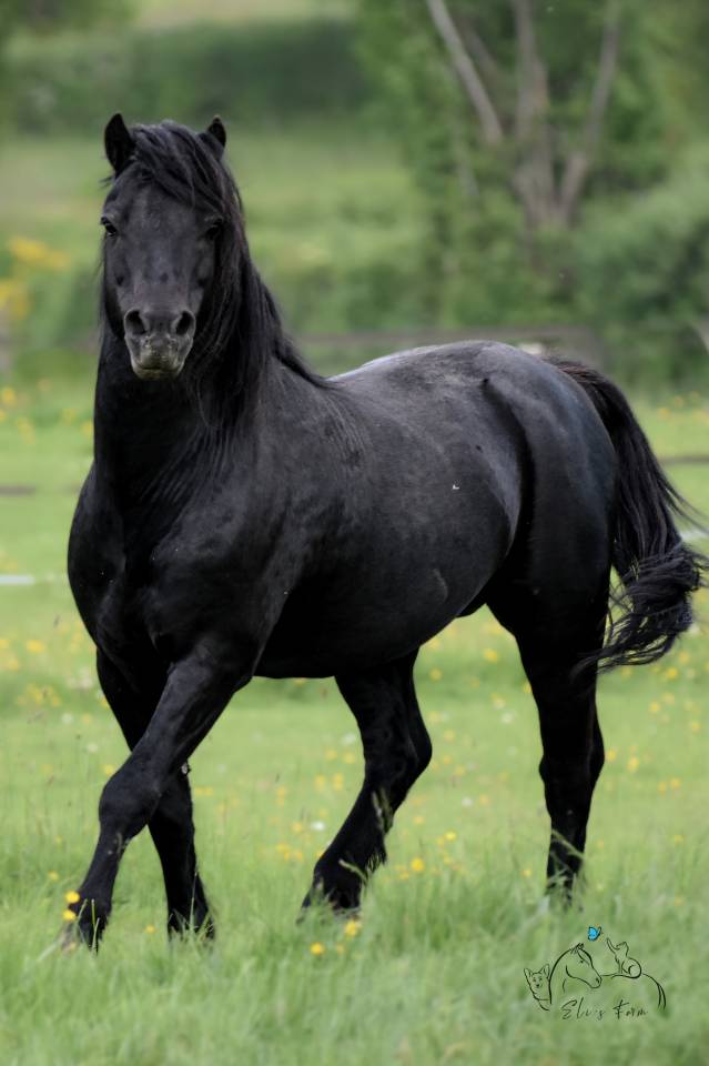 Saillie étalon DARTMOOR approuvé