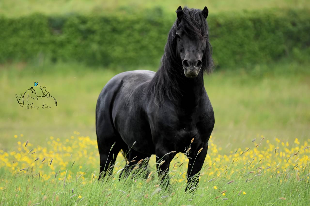 Saillie étalon DARTMOOR approuvé