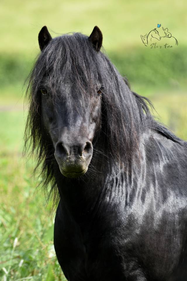 Saillie étalon DARTMOOR approuvé