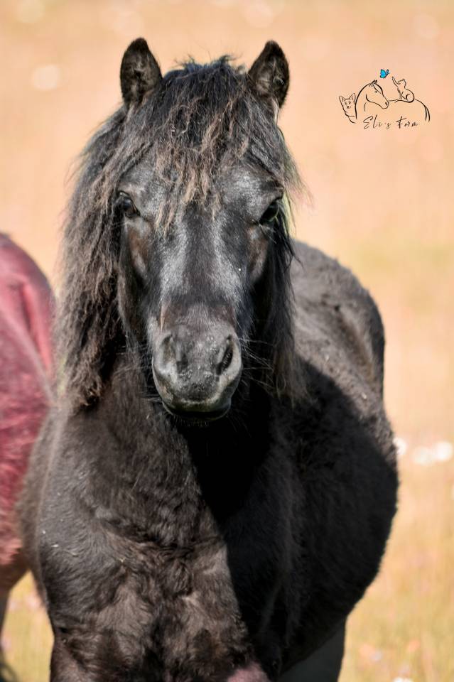 HONGRE 18 mois à vendre