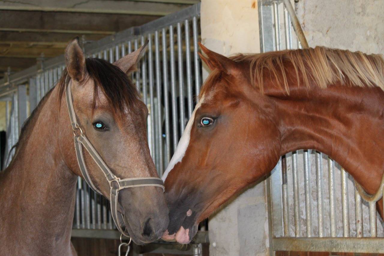 ameliorer son cheval