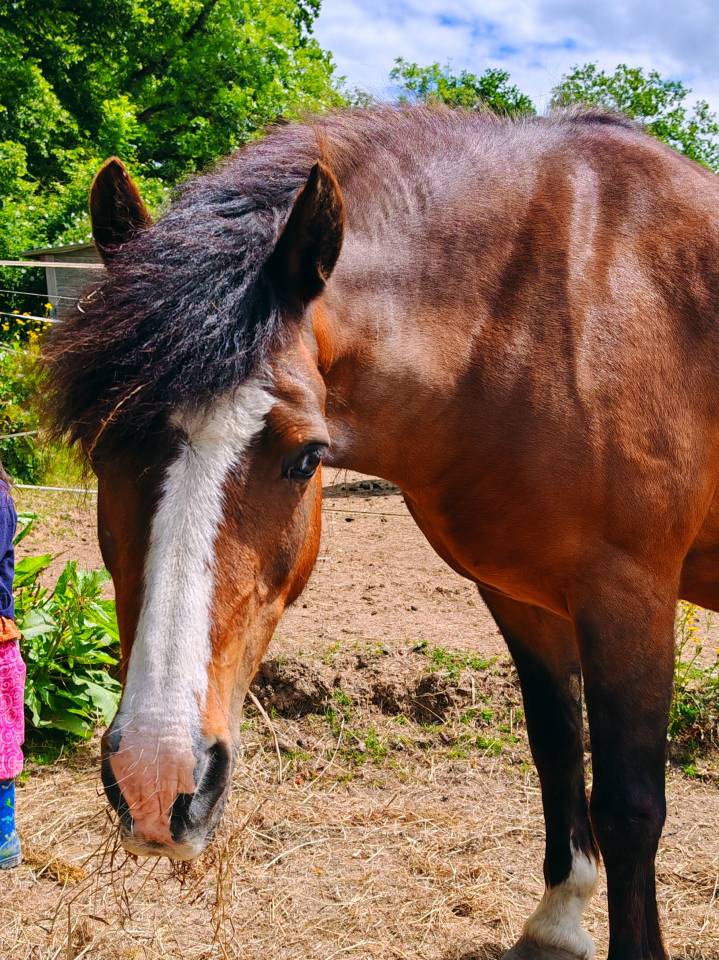 Sublime ponette Welsh C