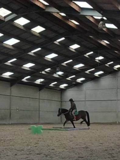 Sublime ponette Welsh C