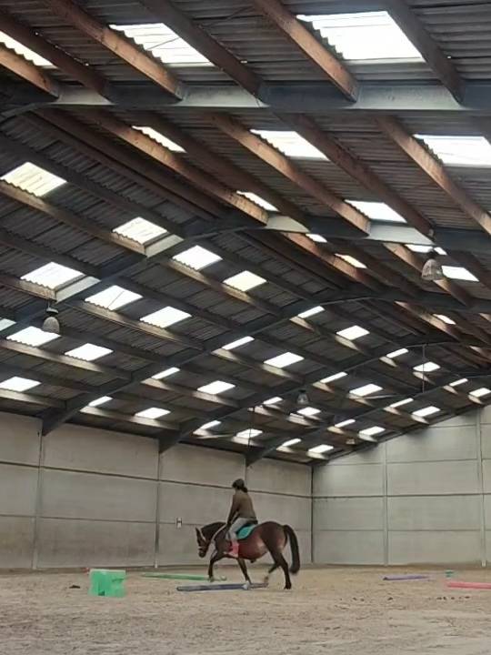 Sublime ponette Welsh C