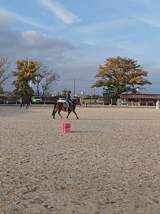 Sublime ponette Welsh C