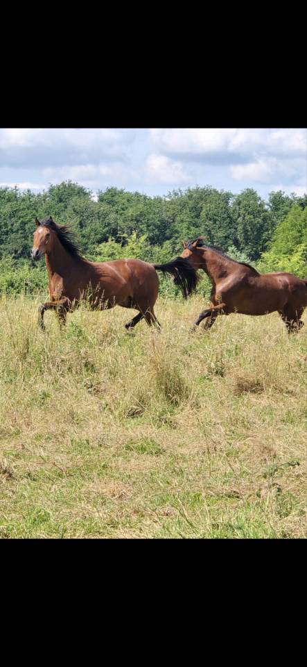 Cheval pour TAP & Compagnie